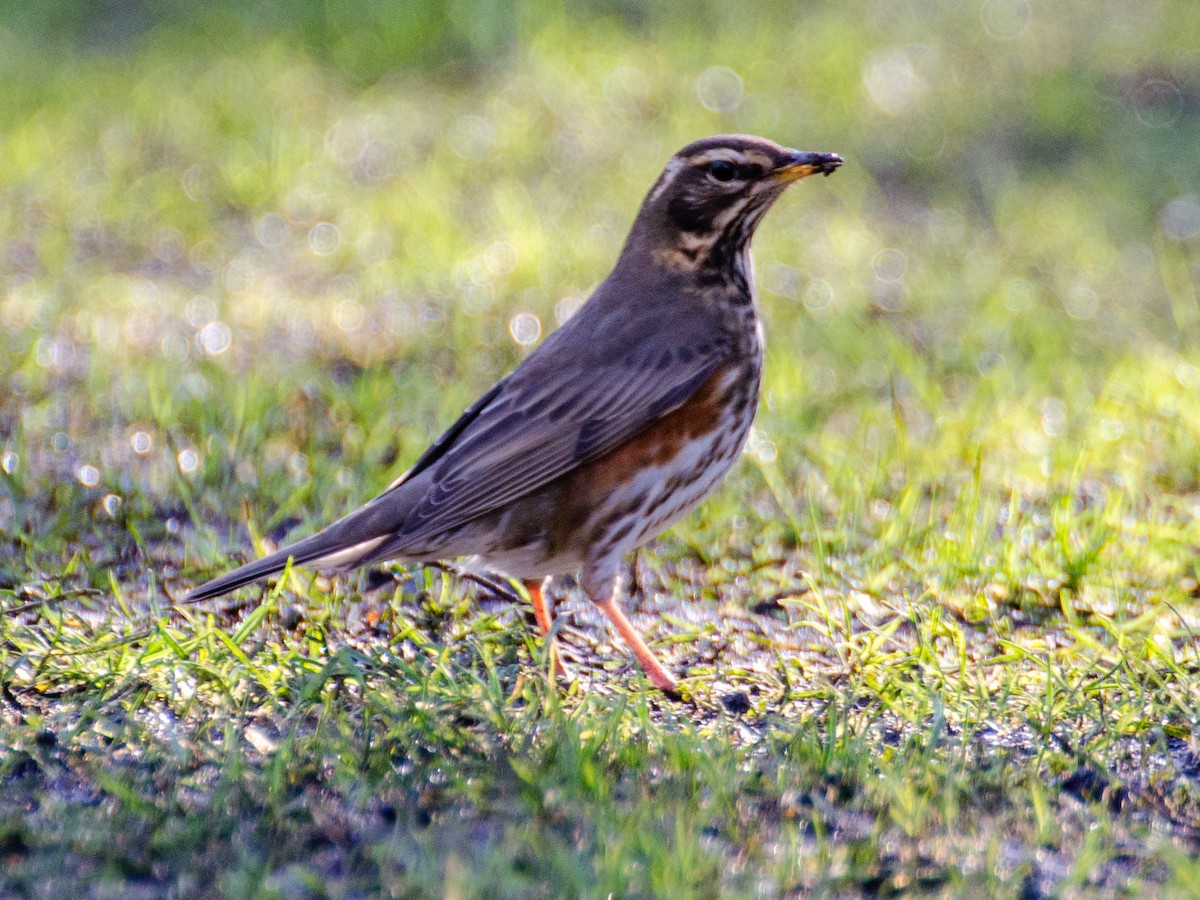 ワキアカツグミ - ML301170981