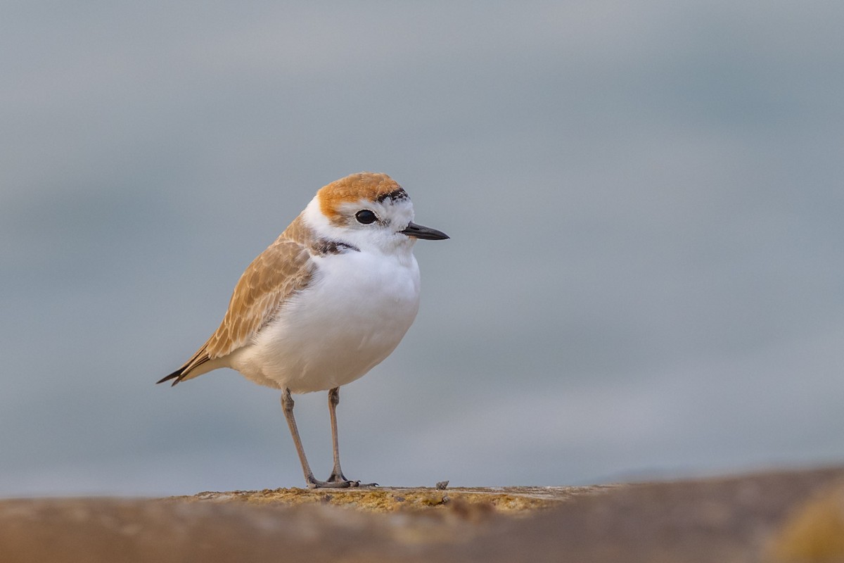 White-faced Plover - ML301171541