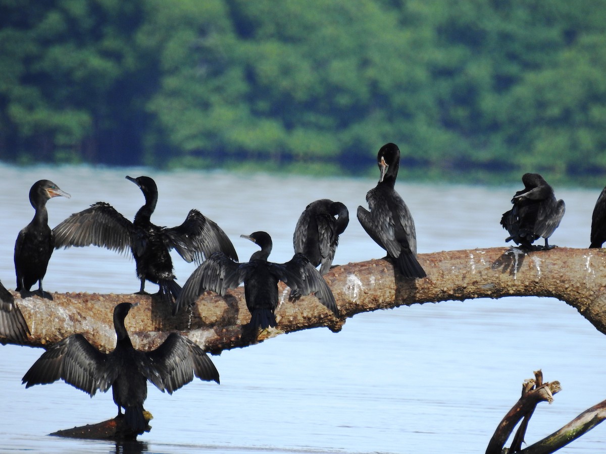 Neotropic Cormorant - ML301172731