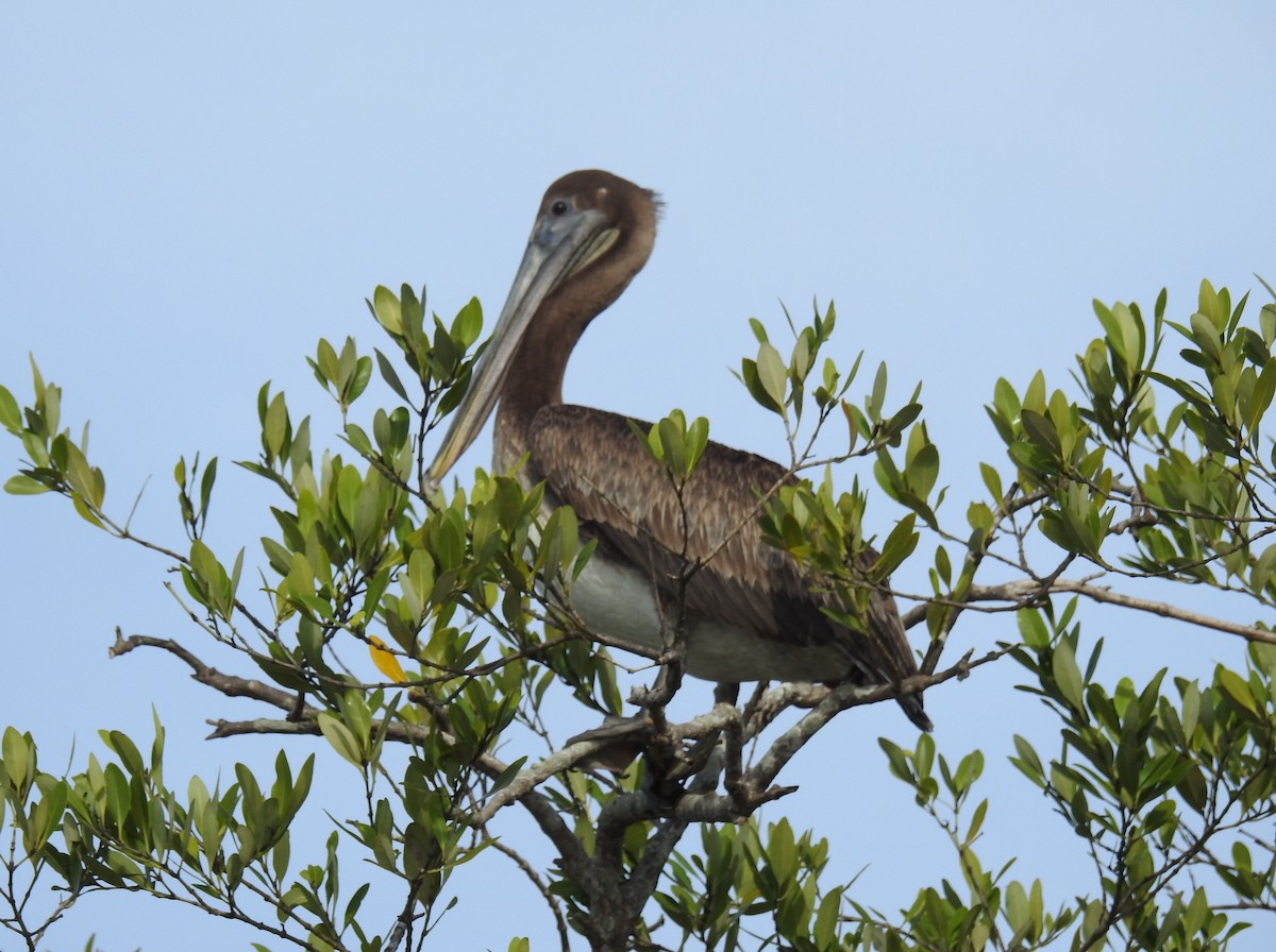 Brown Pelican - ML301172791