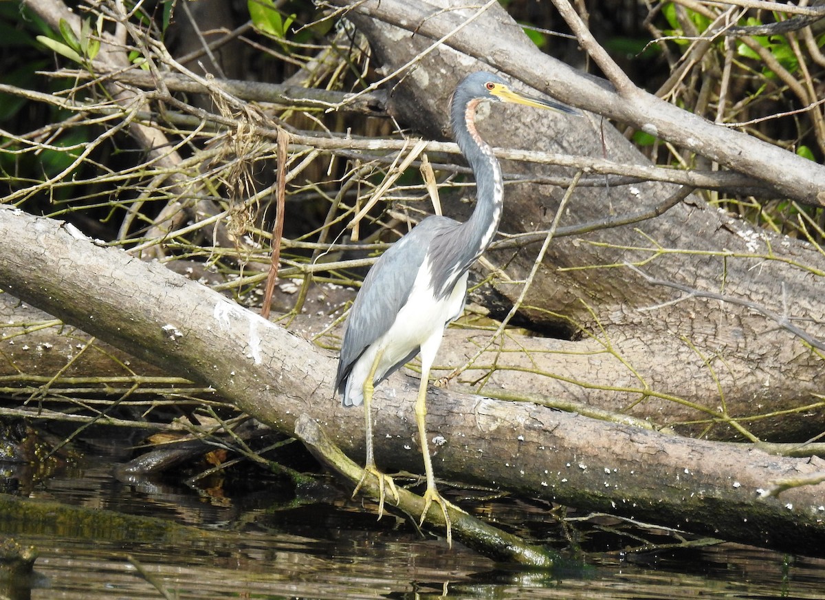 Tricolored Heron - ML301172881