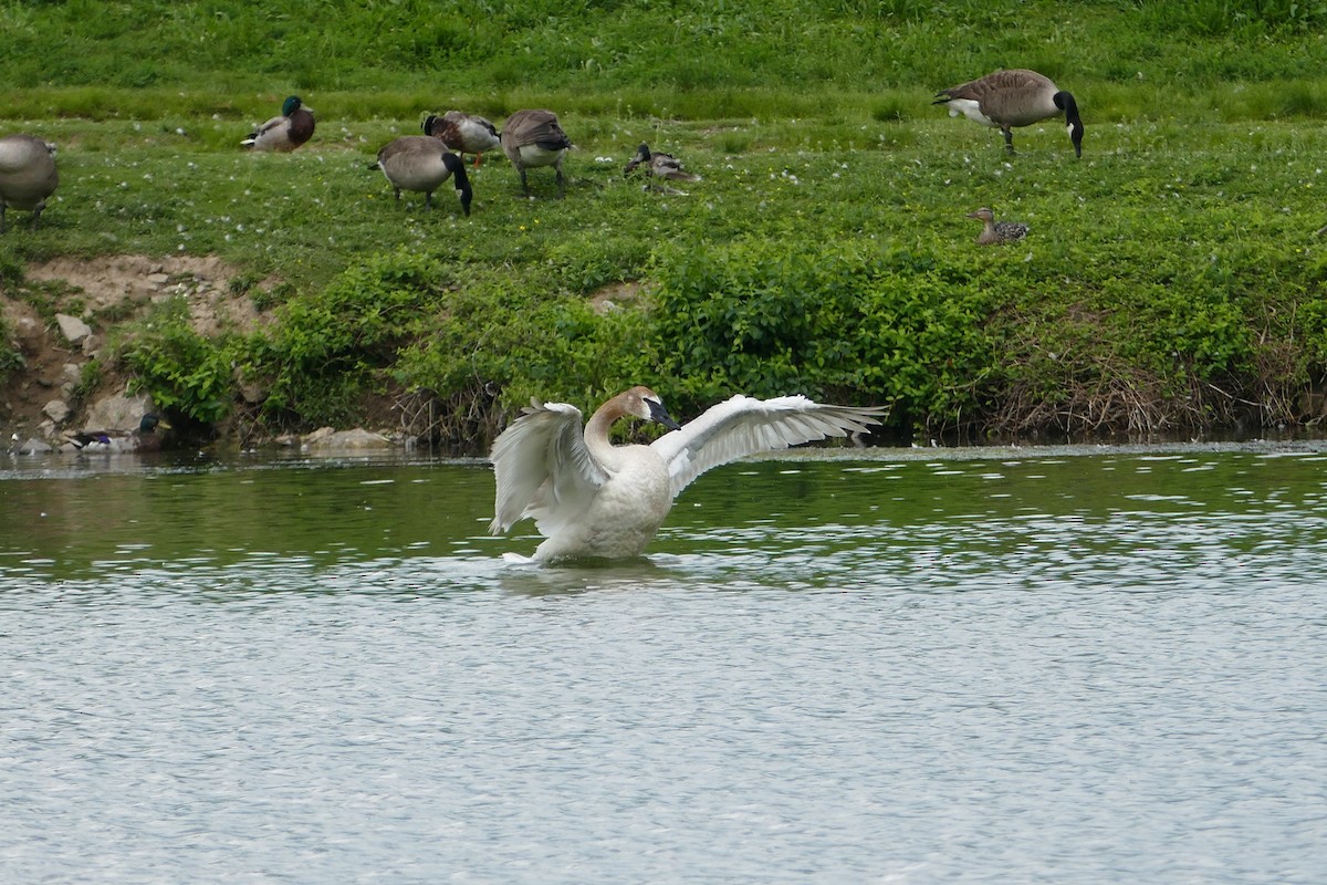 Trumpeter Swan - ML301173211