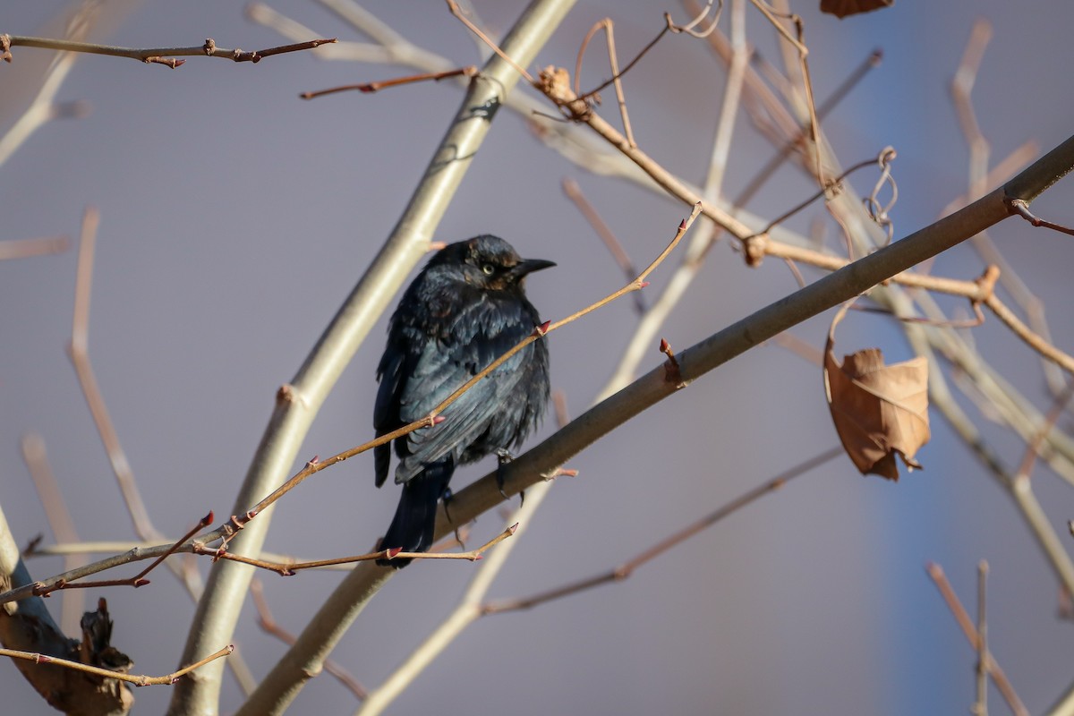 Rusty Blackbird - ML301173281