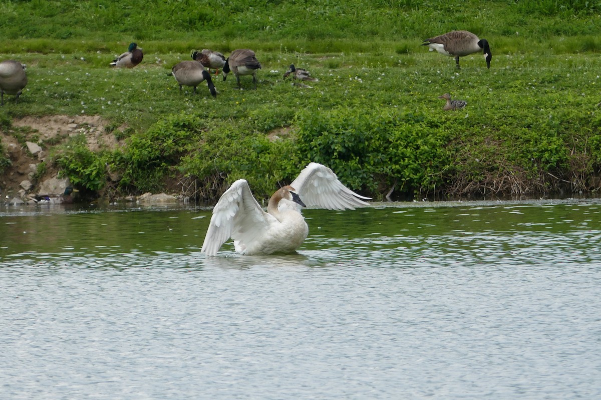 Trumpeter Swan - ML301173311