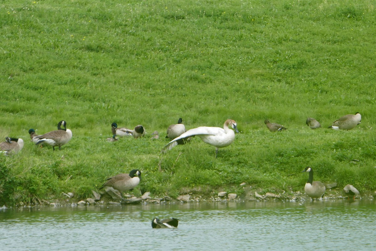 Trumpeter Swan - ML301173371