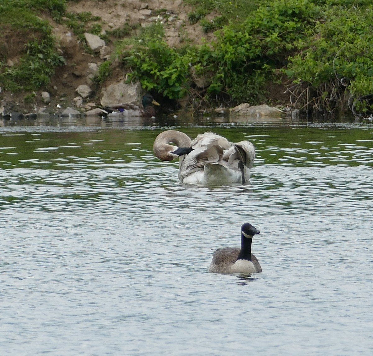 Trumpeter Swan - ML301173511