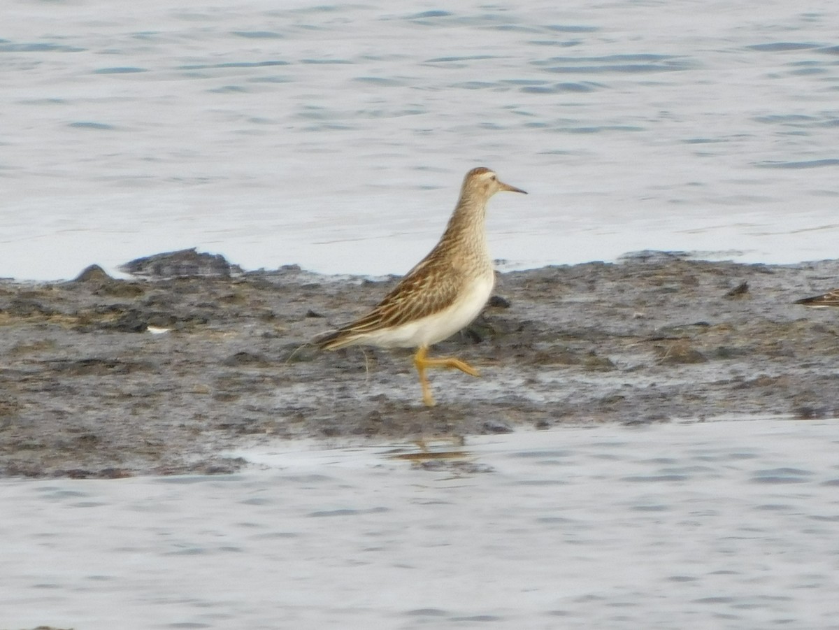 Pectoral Sandpiper - ML301173551