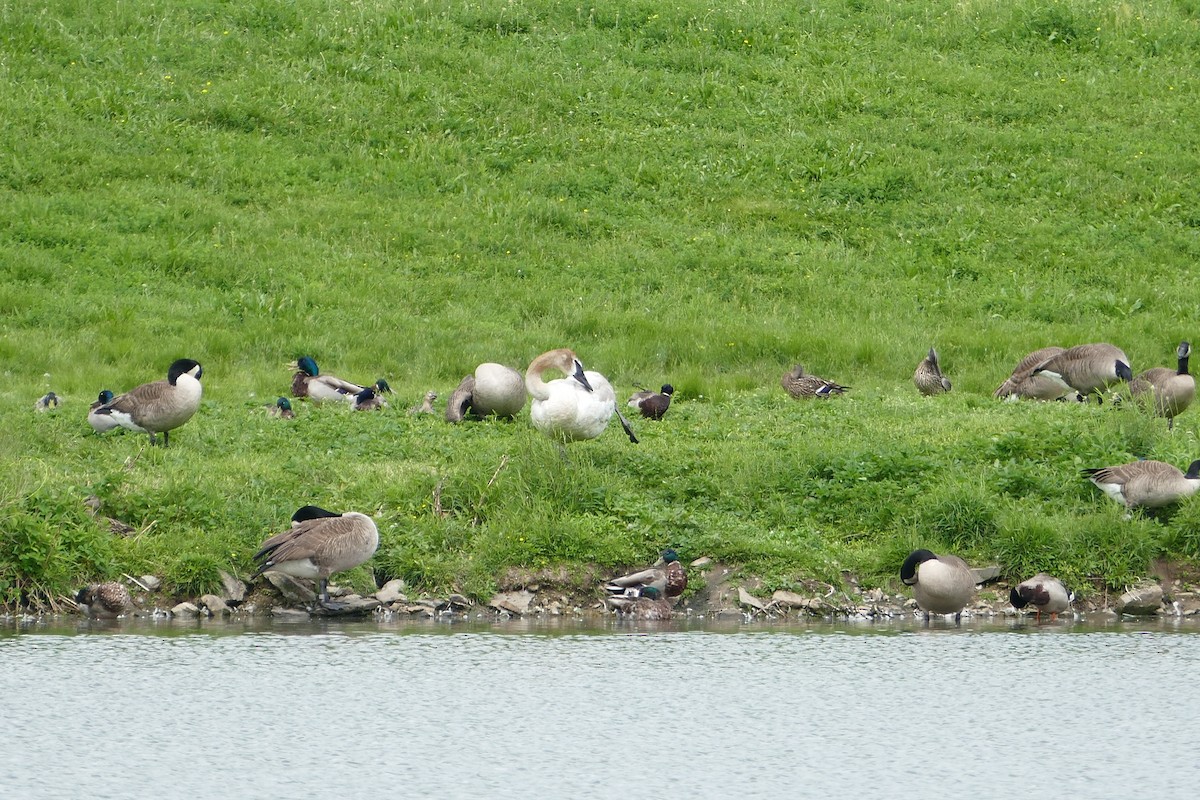 Canada Goose - ML301173791