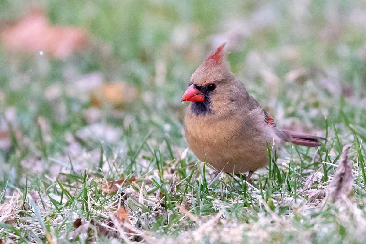 Northern Cardinal - ML301174011