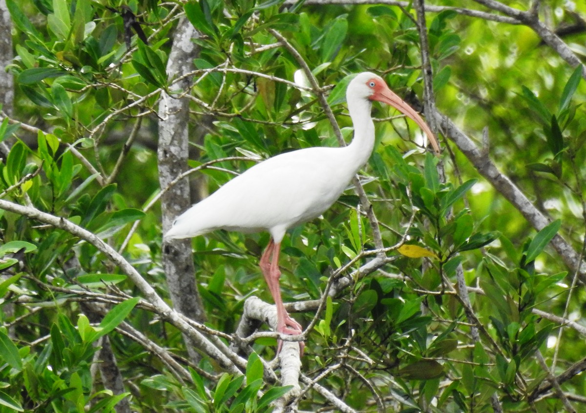 White Ibis - ML301175781