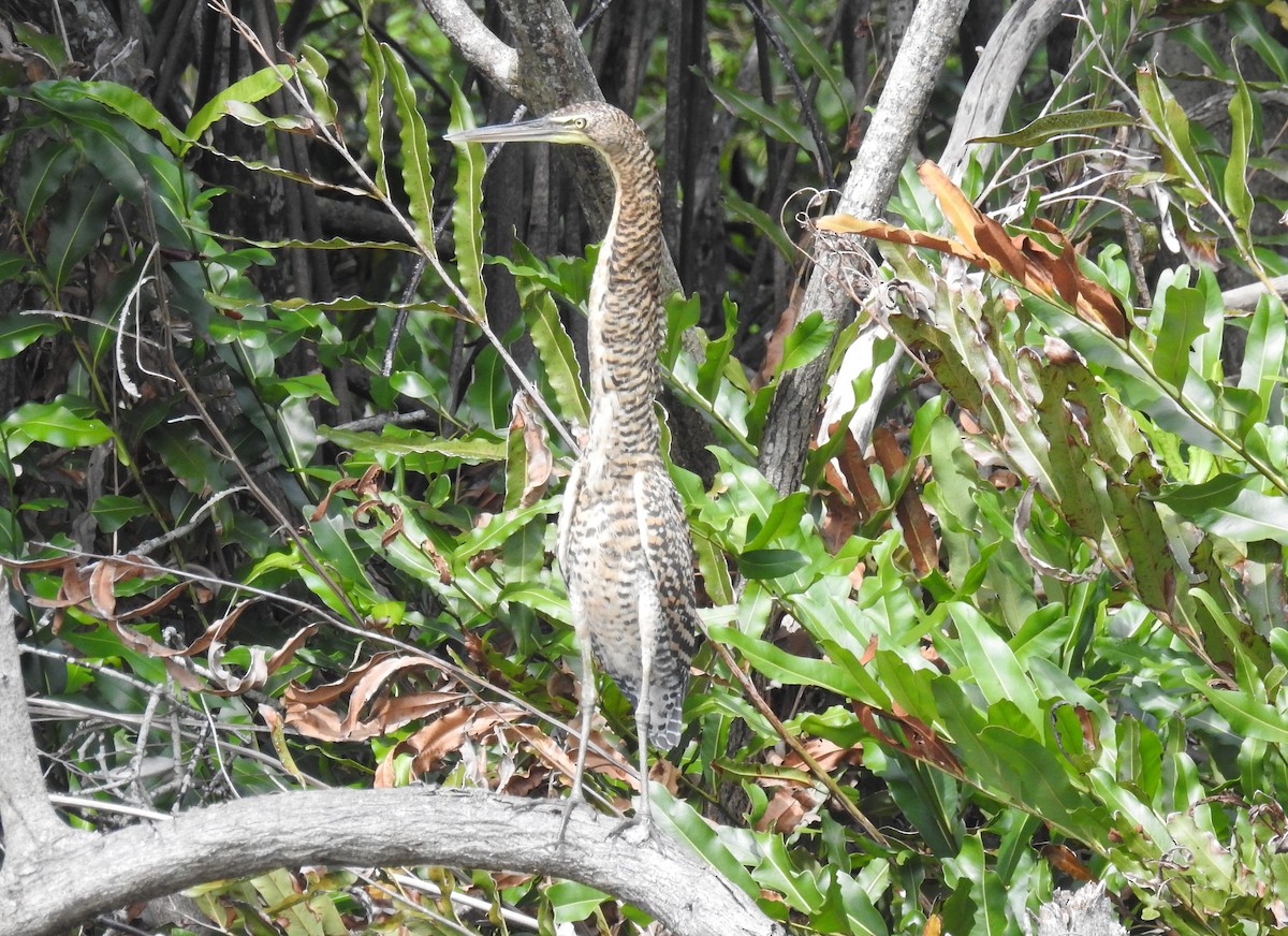 Bare-throated Tiger-Heron - ML301175921