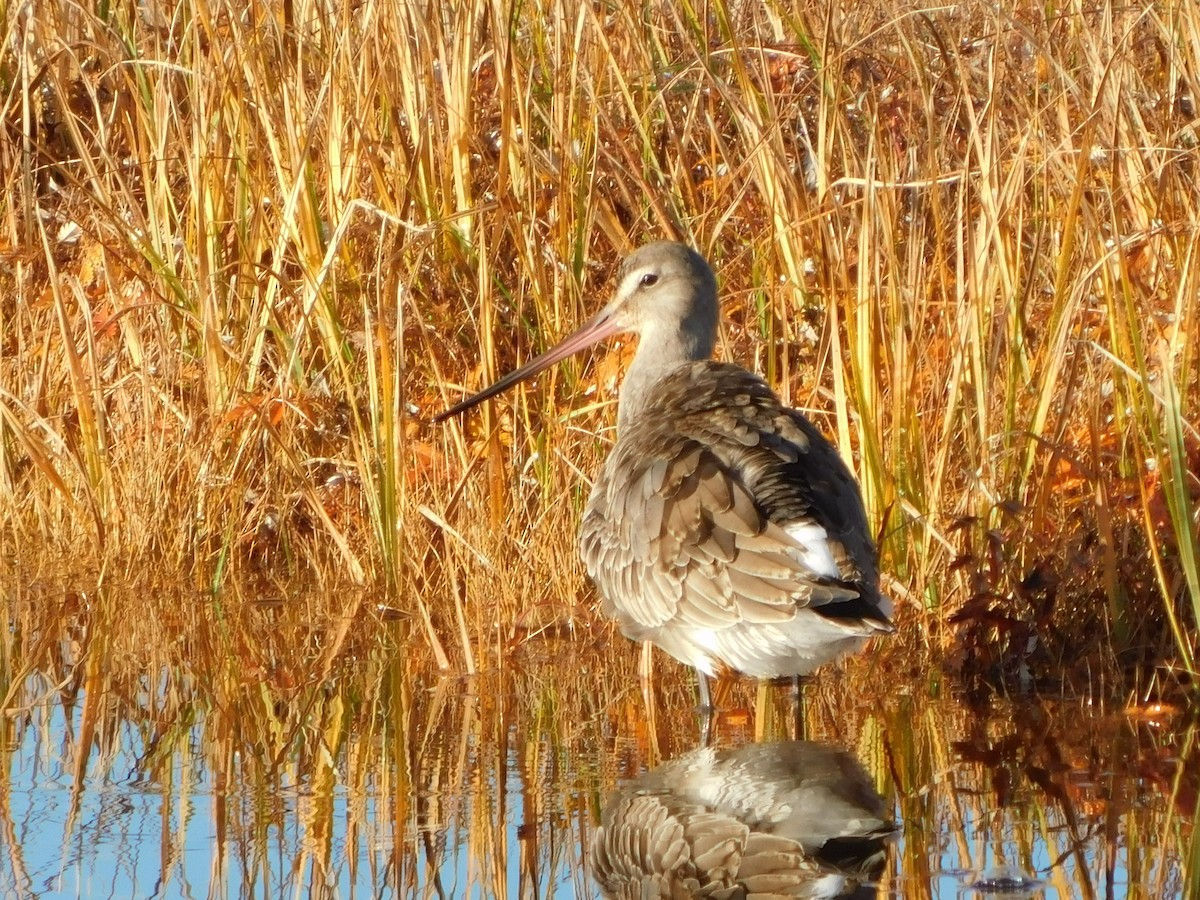 břehouš aljašský - ML301177151