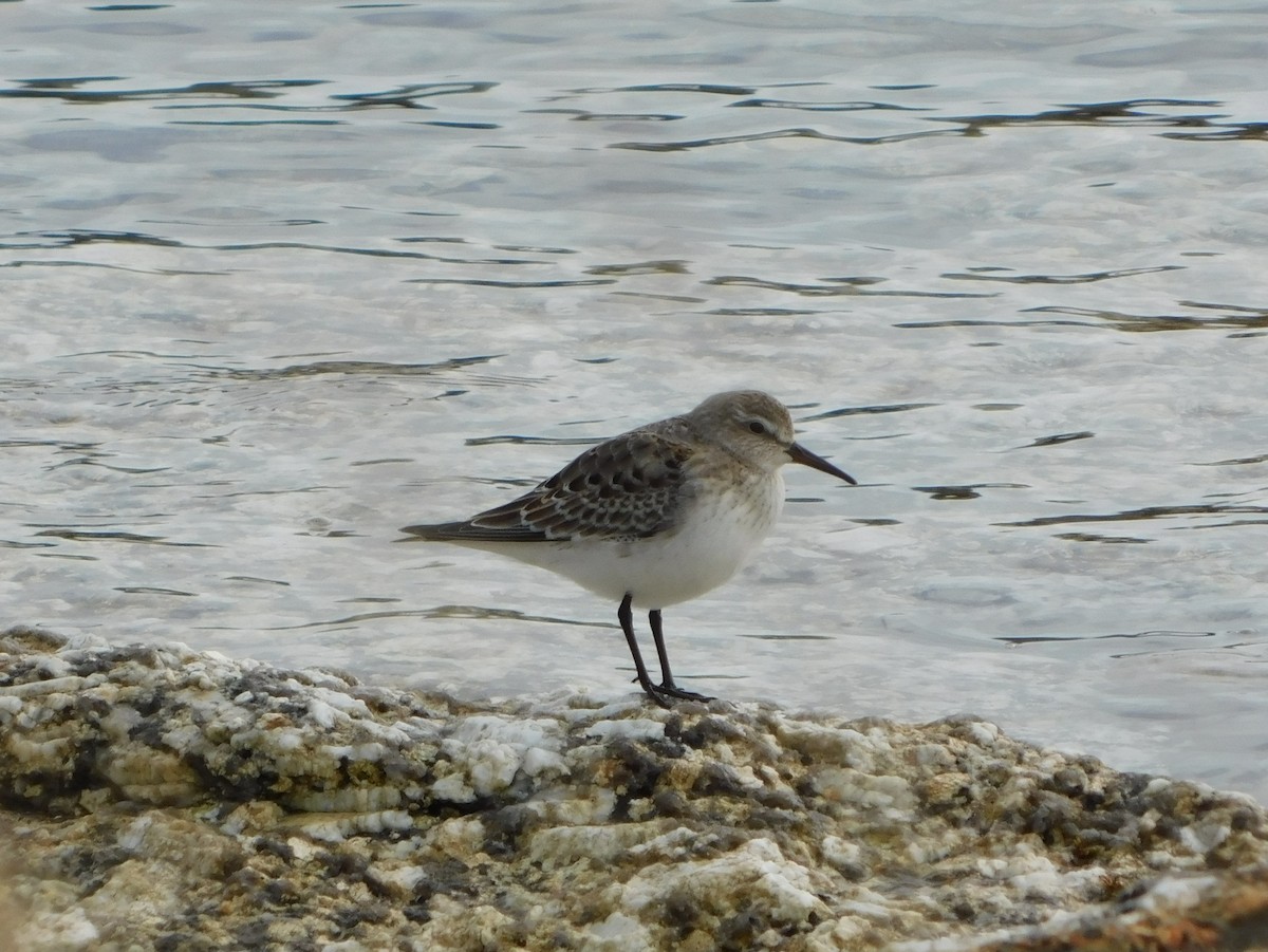 jespák srostloprstý - ML301179201