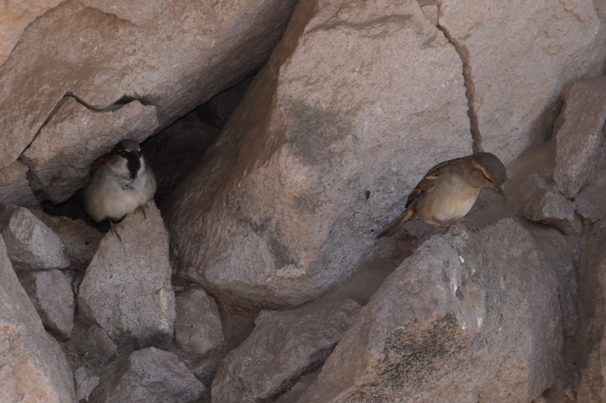 House Sparrow - ML30117971