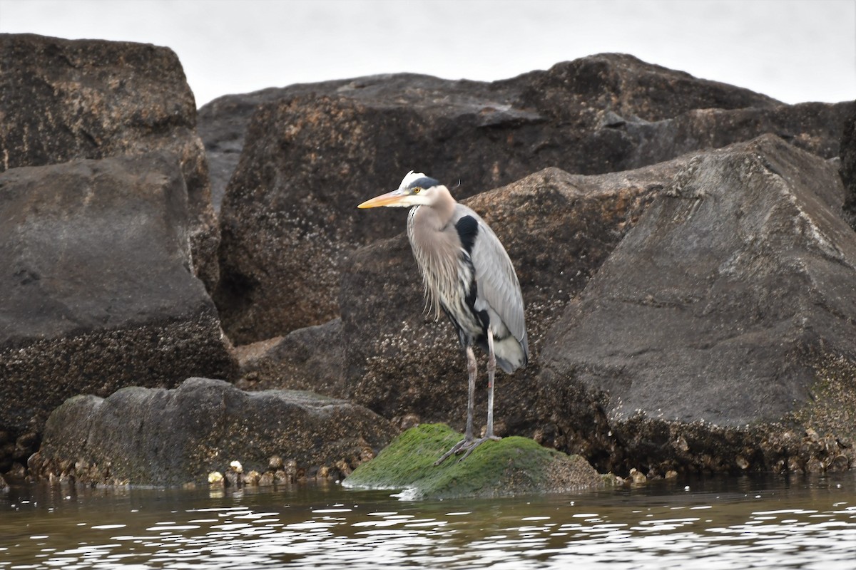 Great Blue Heron - Todd Fifield