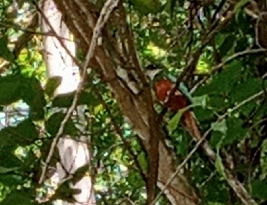 Rufous-tailed Jacamar - ML301180151