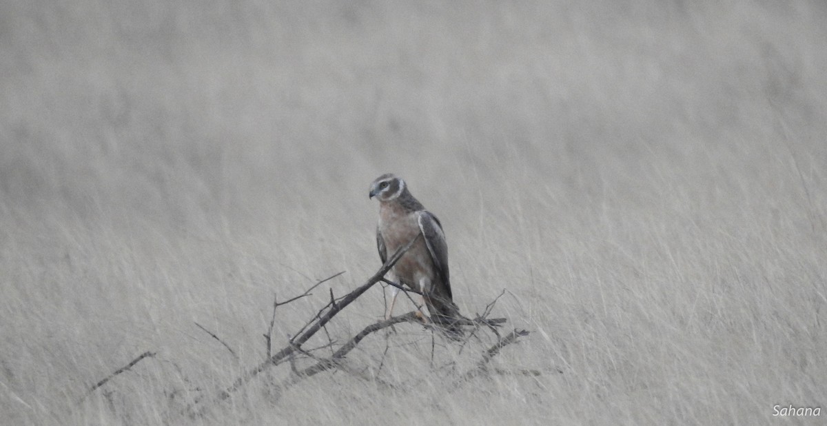 Pallid Harrier - ML301180611