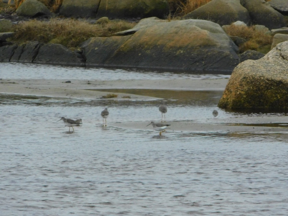 Greater Yellowlegs - Kaylene Stagg