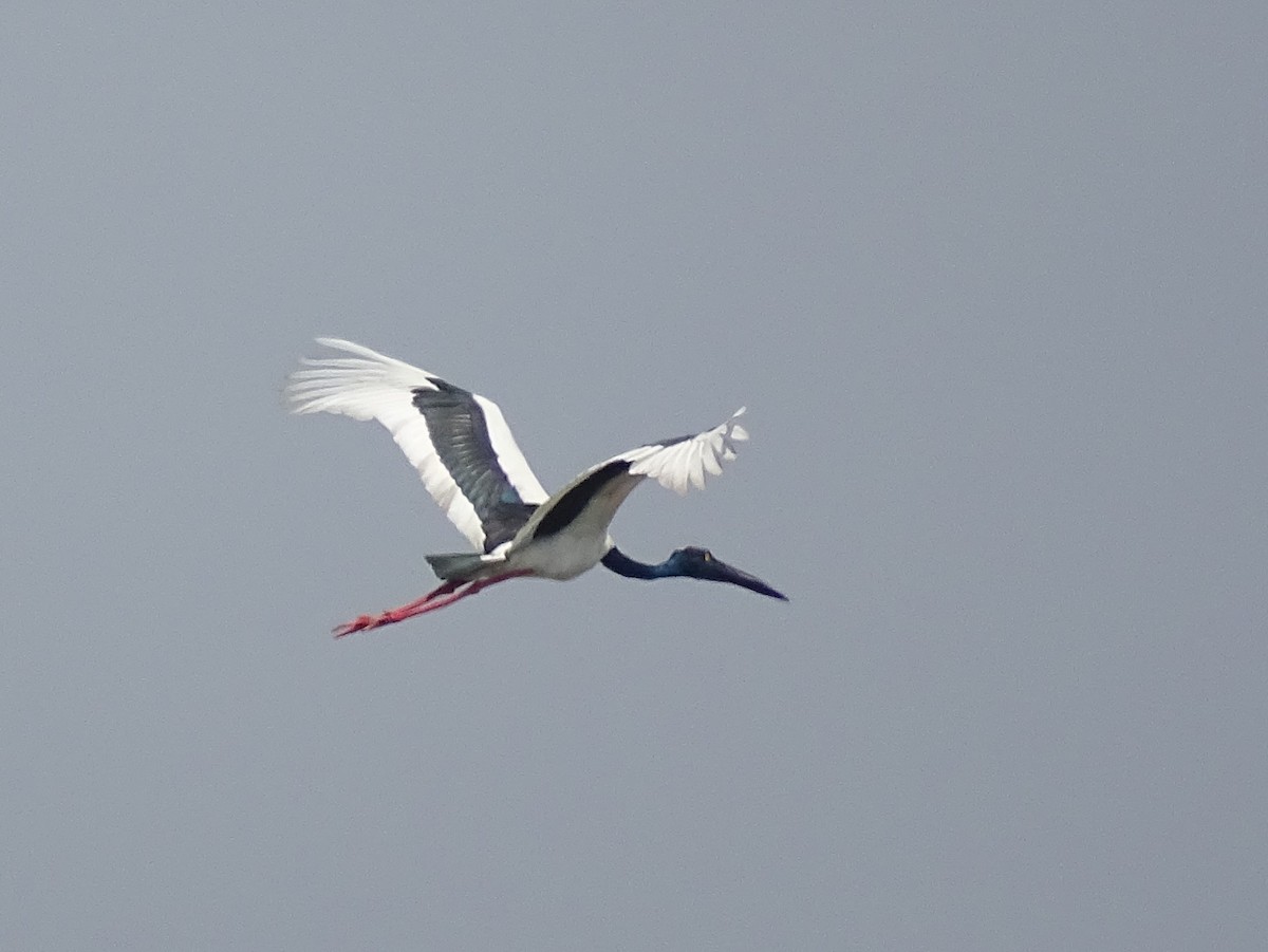 Black-necked Stork - Sri Srikumar