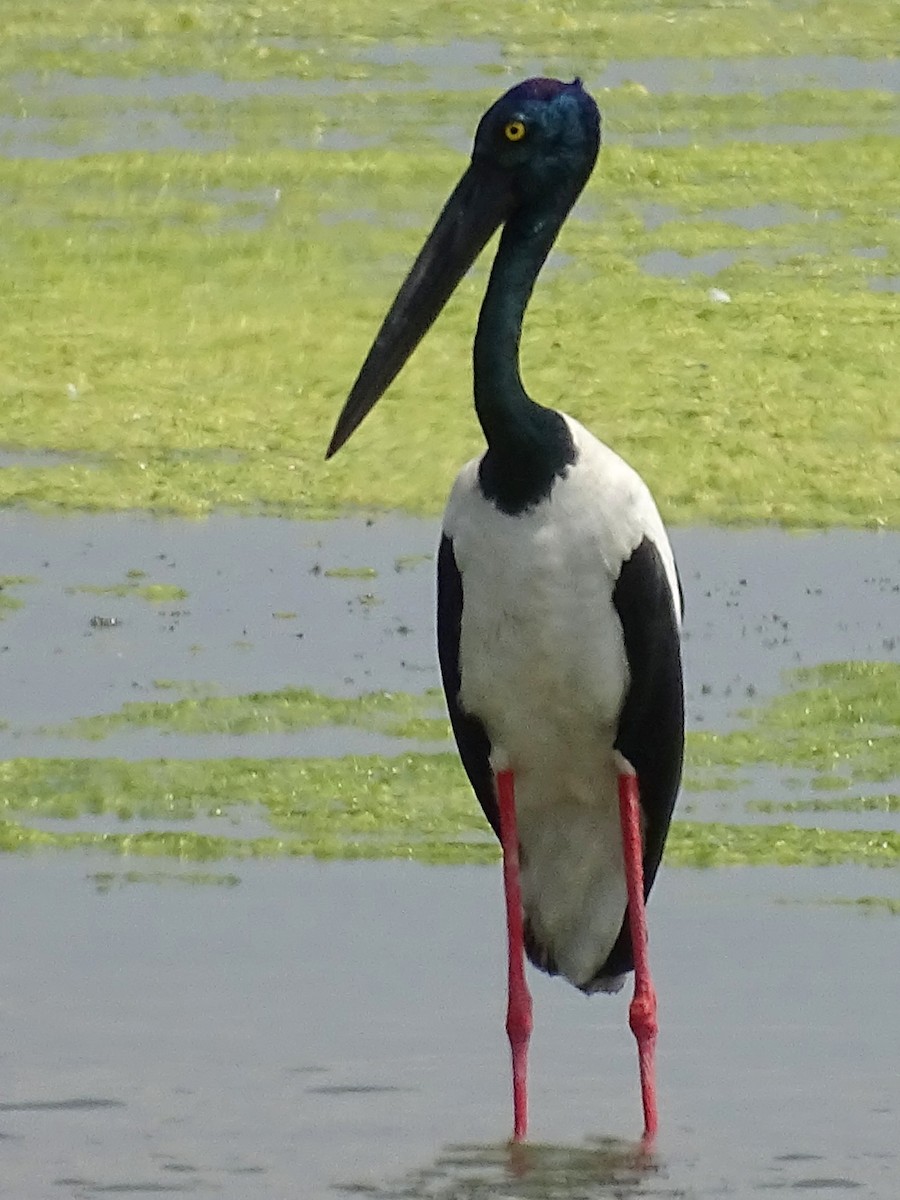 Black-necked Stork - Sri Srikumar