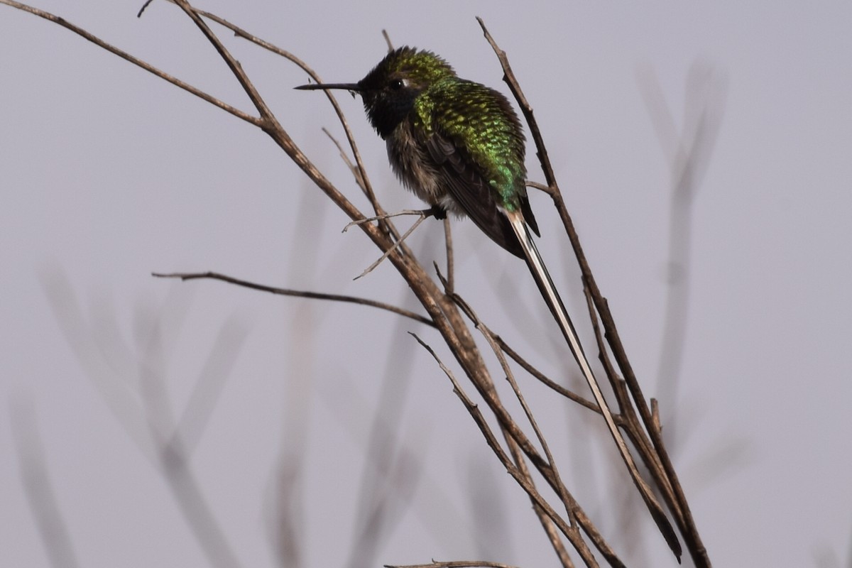 Peruvian Sheartail - ML30118181