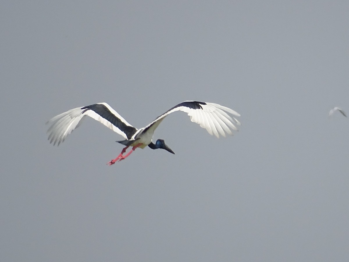 Black-necked Stork - Sri Srikumar