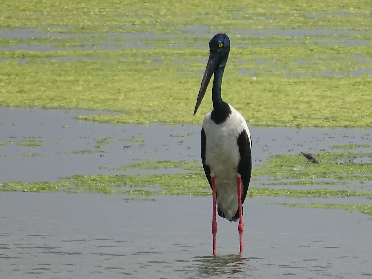 Black-necked Stork - Sri Srikumar