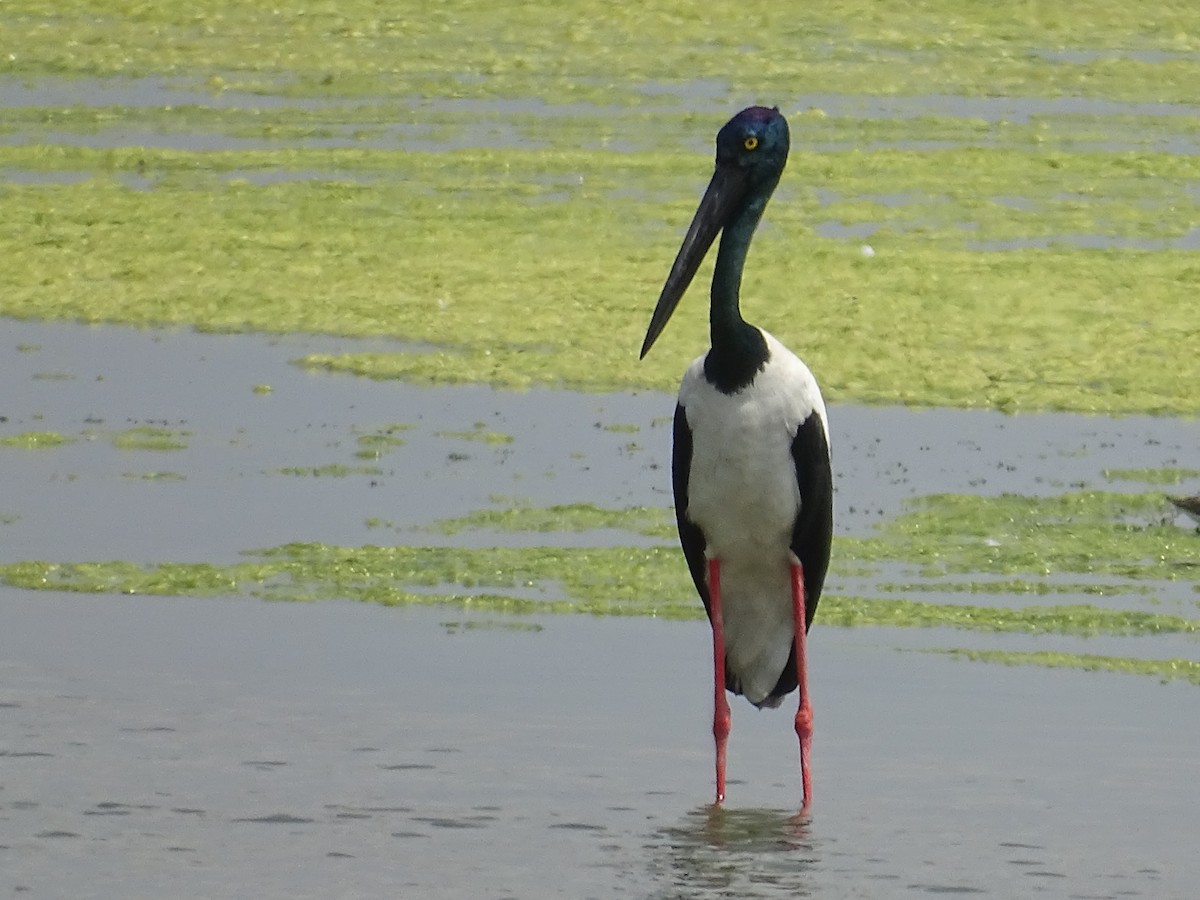 Black-necked Stork - Sri Srikumar