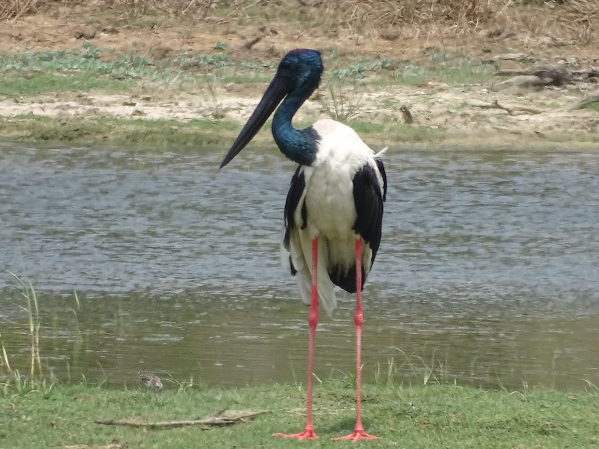 Black-necked Stork - Sri Srikumar