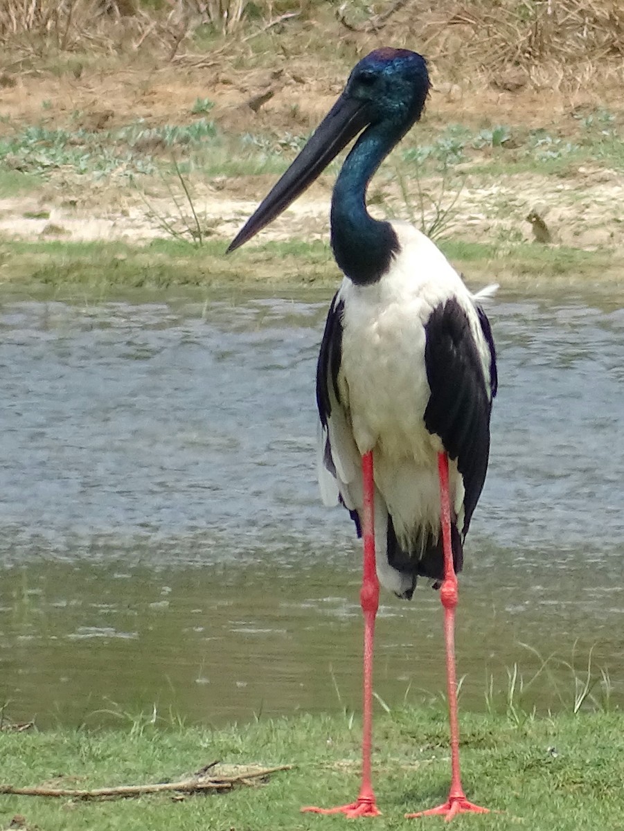 Black-necked Stork - Sri Srikumar