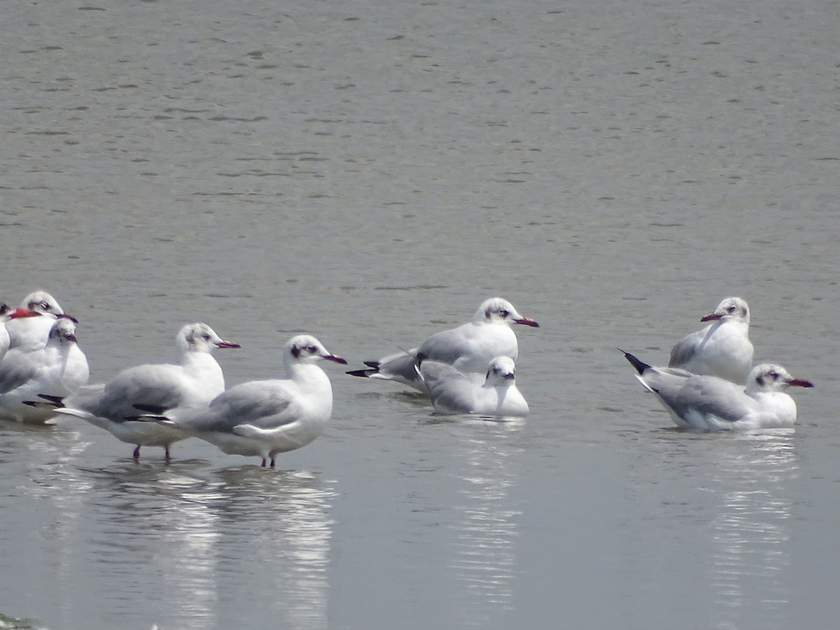 Brown-headed Gull - ML301182311