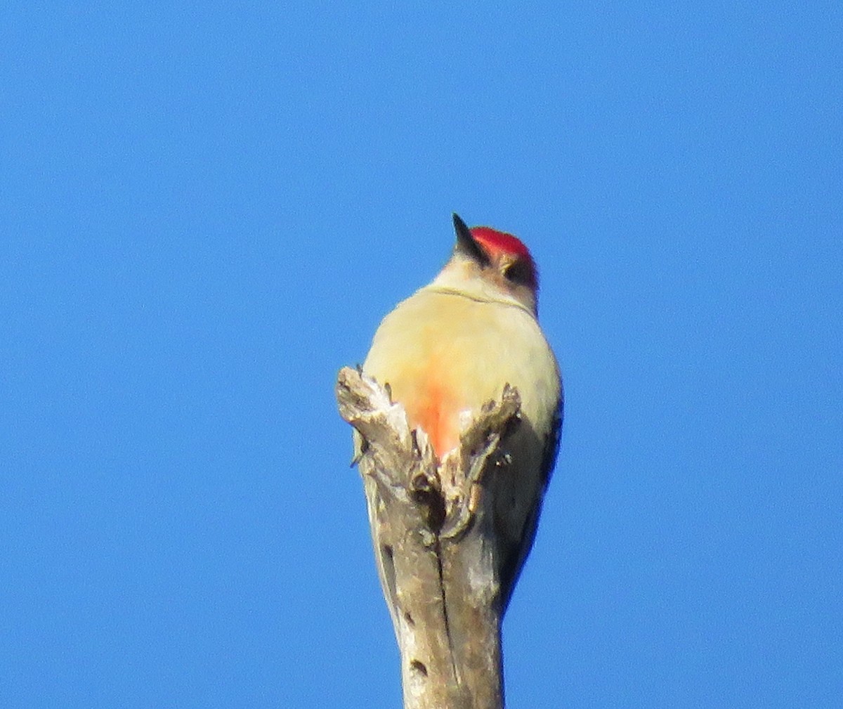 Red-bellied Woodpecker - Jim Dillon