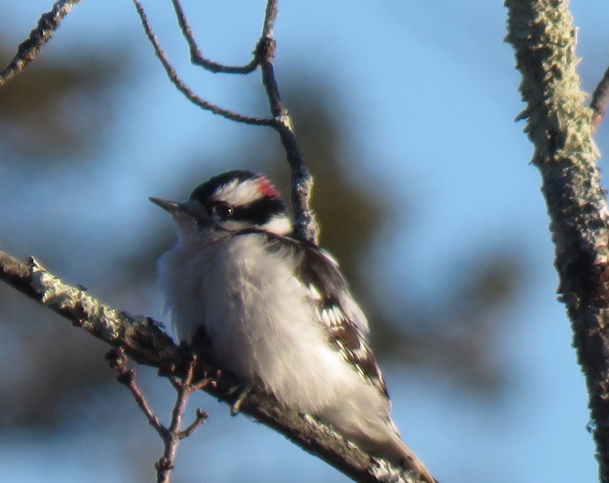 Downy Woodpecker - ML301183911