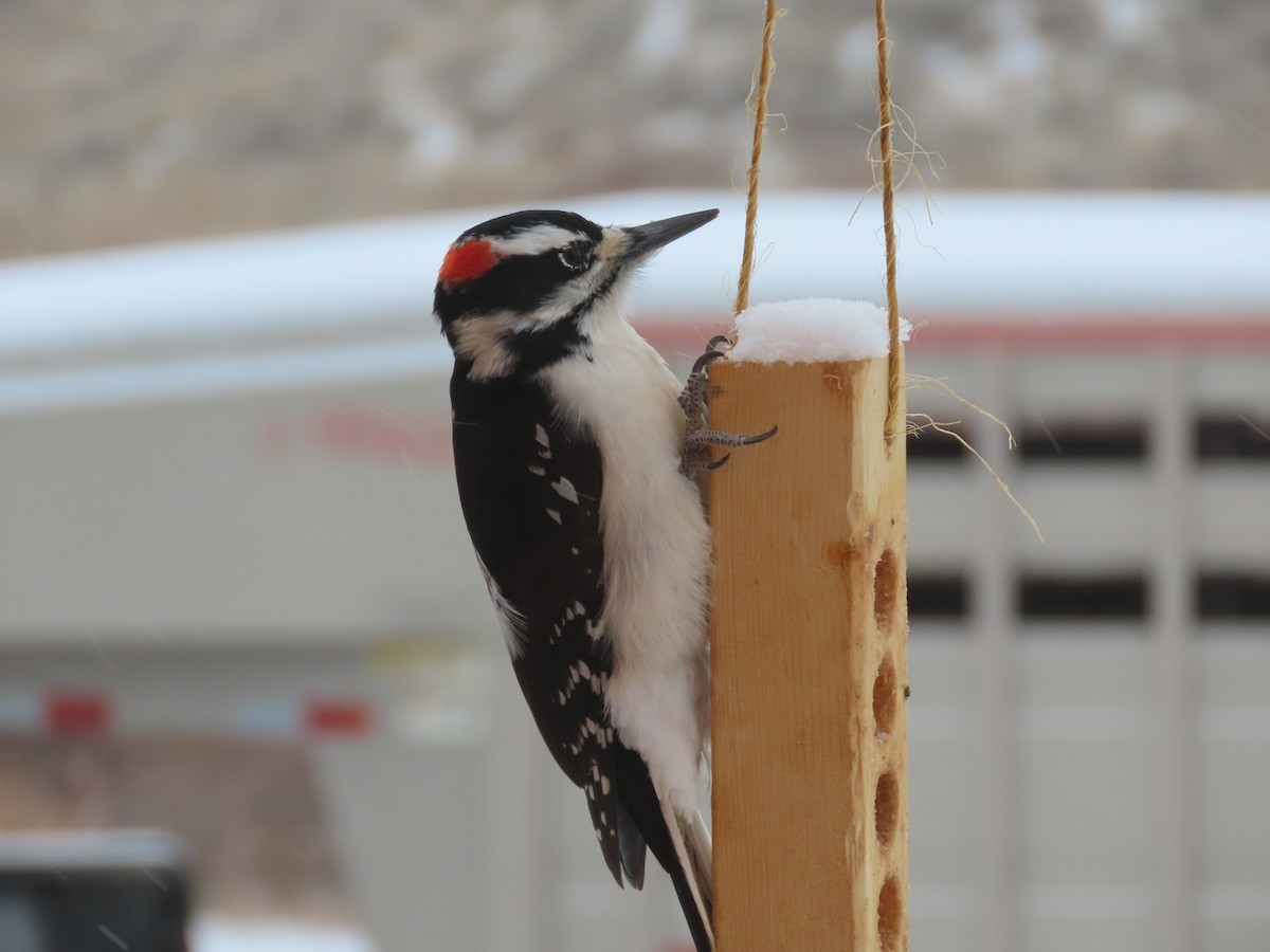 Hairy Woodpecker - Shari Kearney