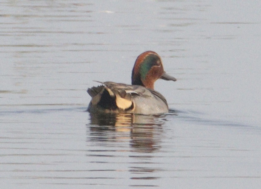 Green-winged Teal - Siva T