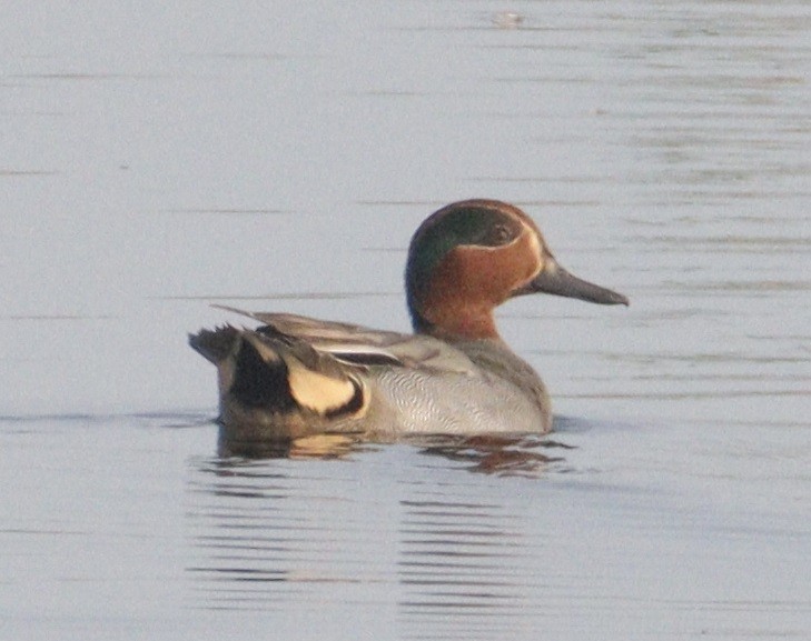 Green-winged Teal - Siva T