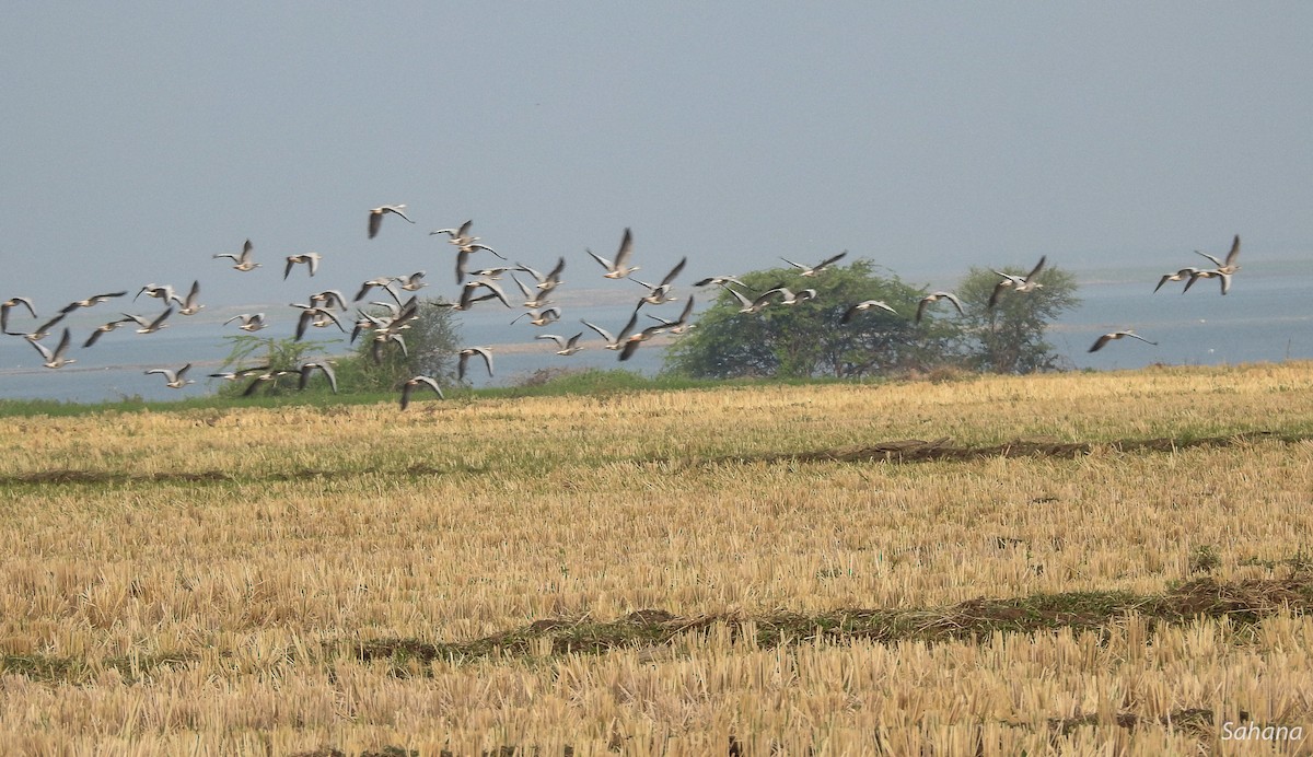 Bar-headed Goose - ML301186481