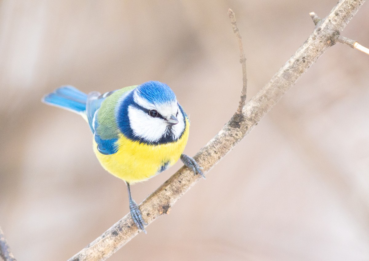 Eurasian Blue Tit - ML301190701