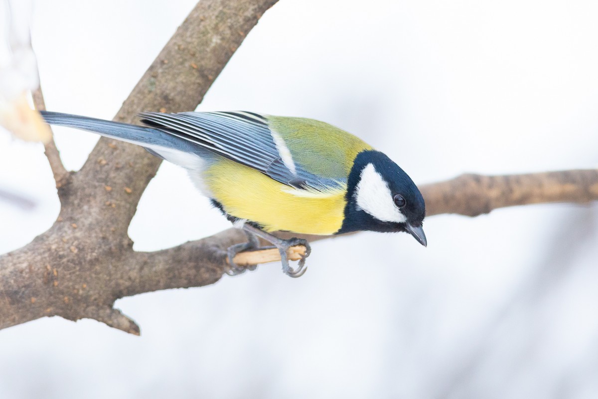 Great Tit - Egor Vlasov