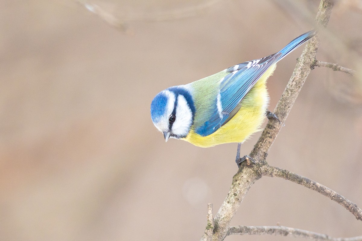 Eurasian Blue Tit - ML301190981