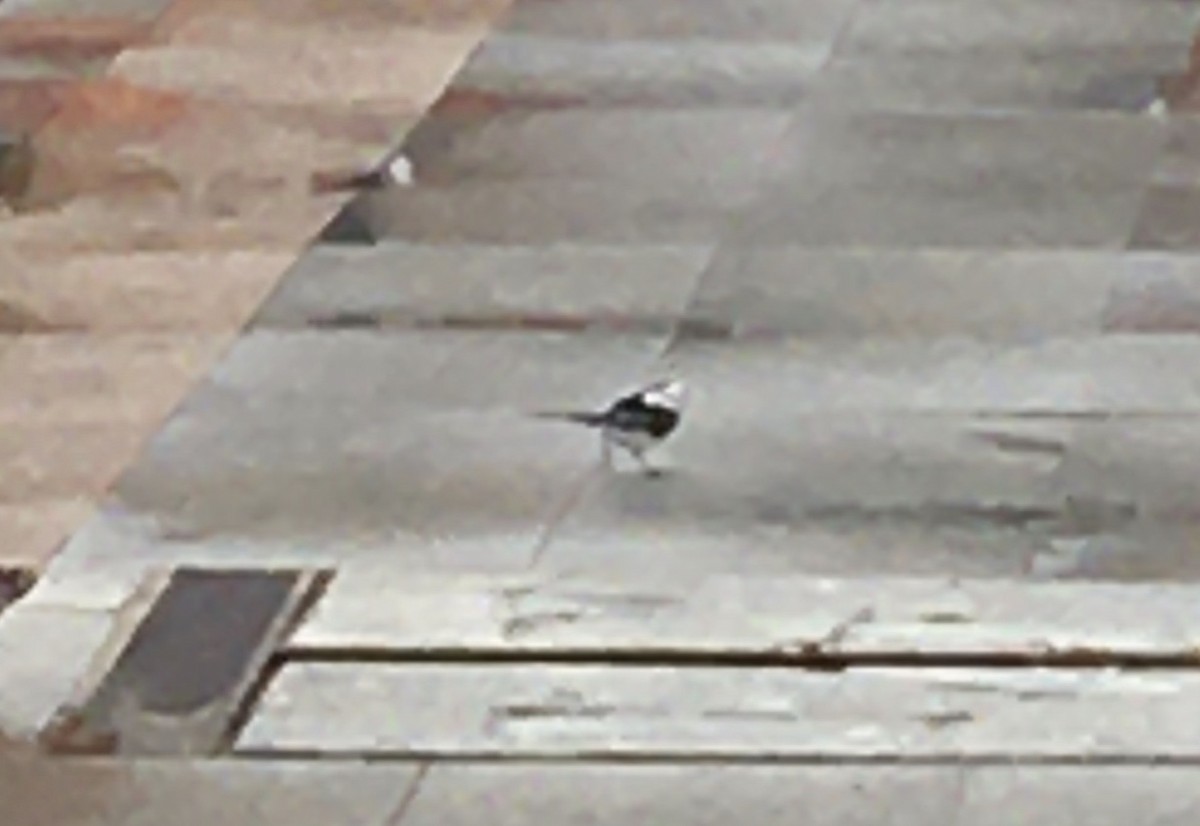 White Wagtail (British) - ML301192881