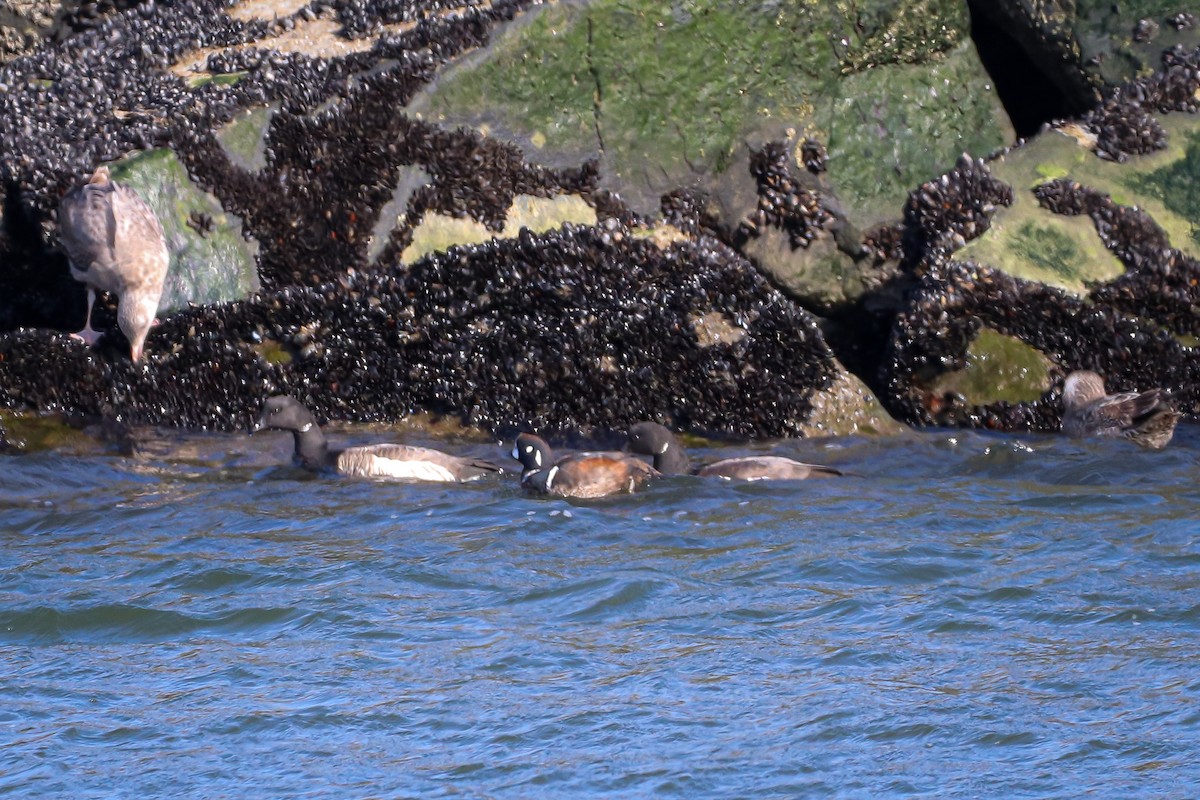 Harlequin Duck - ML301194531