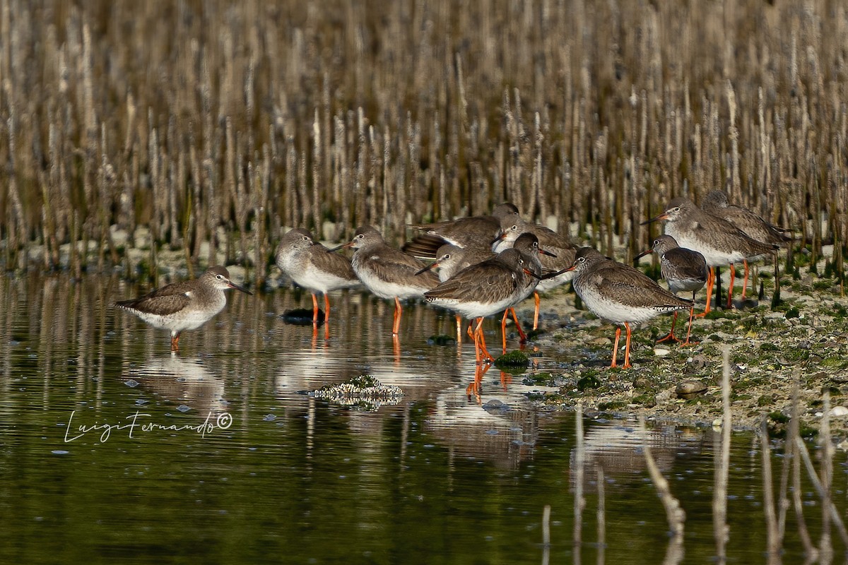 Common Redshank - ML301194641