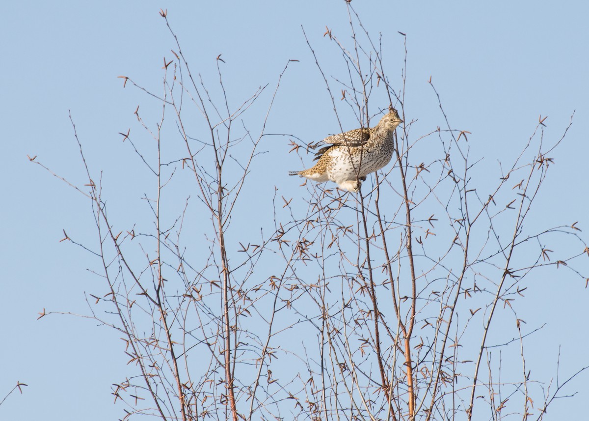 Sharp-tailed Grouse - ML301194831