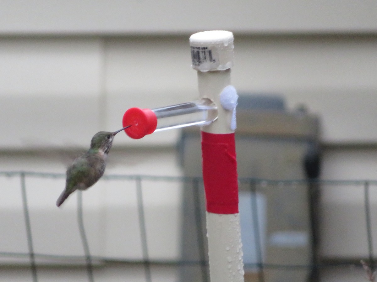 Calliope Hummingbird - ML301195471