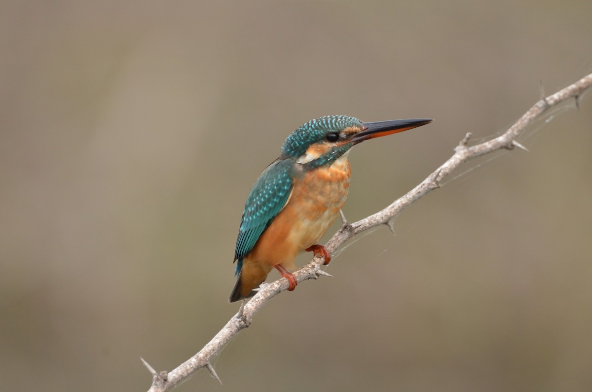 Martin-pêcheur d'Europe - ML301200841