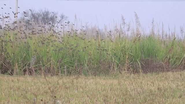 Baya Weaver - ML301203751