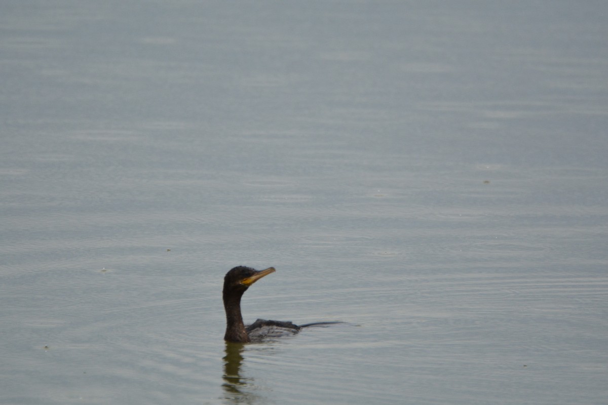 Neotropic Cormorant - Dorothy Tate