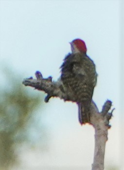 Reichenow's Woodpecker - ML301207521