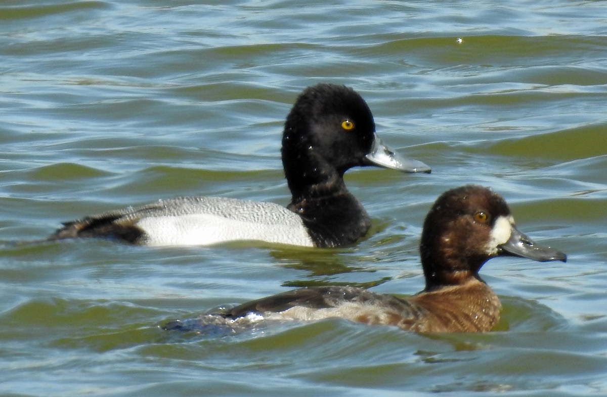 Lesser Scaup - ML301208541